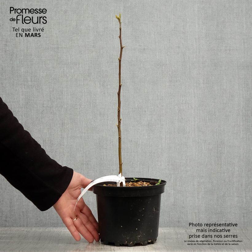 Hovenia dulcis - Albero dell'uva passa Vaso da 2L/3L esemplare consegnato in primavera