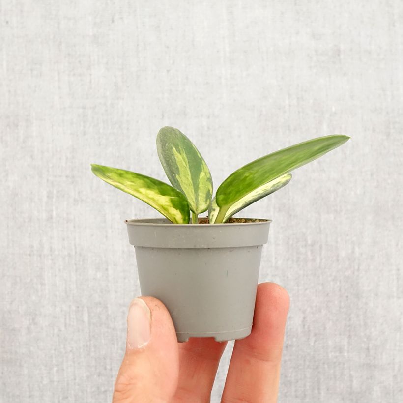 Hoya australis Tricolor - Fiore di cera Mini-plante esemplare consegnato in primavera