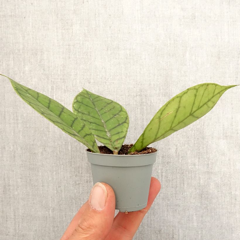Hoya callistophylla - Fiore di cera Mini-plante esemplare consegnato in primavera