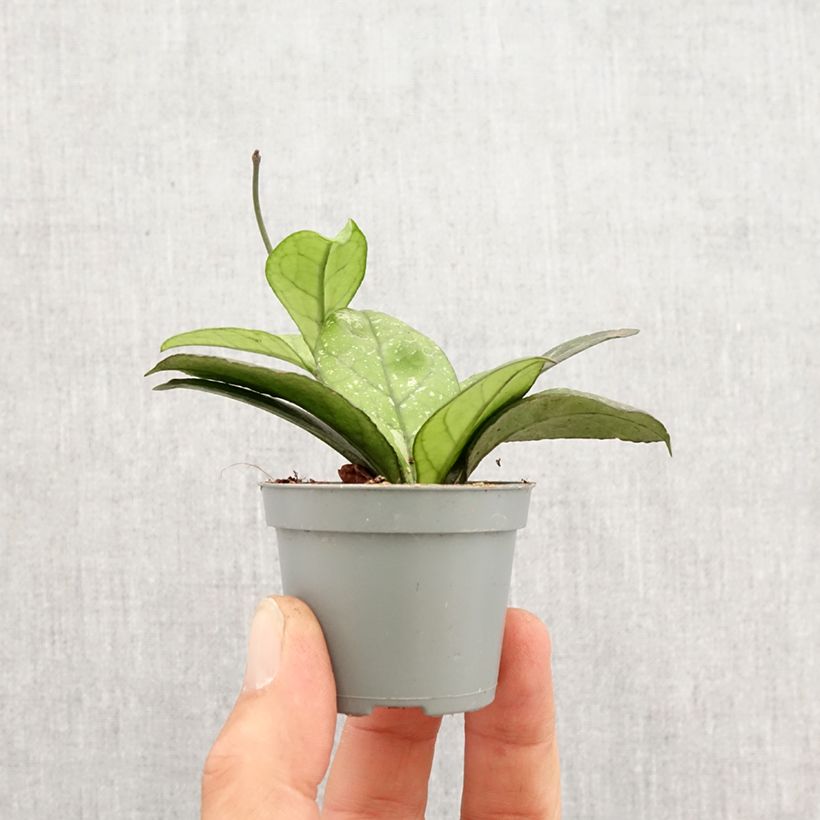 Hoya callistophylla Sabah - Fiore di cera Mini-plante esemplare consegnato in primavera