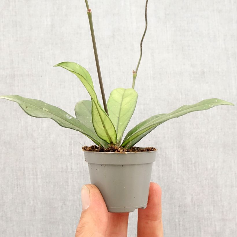 Hoya crassipetiolata - Fiore di cera Mini-plante esemplare consegnato in primavera