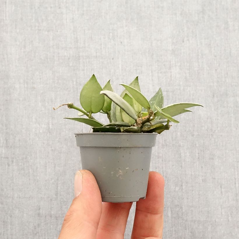 Hoya Eskimo - Fiore di cera Mini-plante esemplare consegnato in primavera