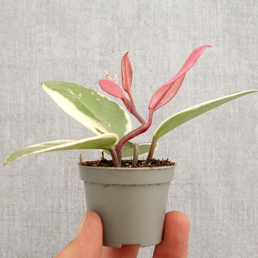 Hoya Flamingo Dream - Fiore di cera Mini-plante esemplare consegnato in primavera