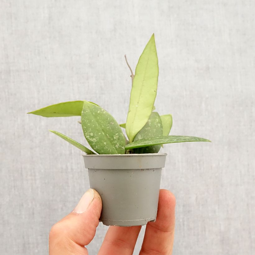 Hoya gracilis - Fiore di cera Mini-plante esemplare consegnato in primavera