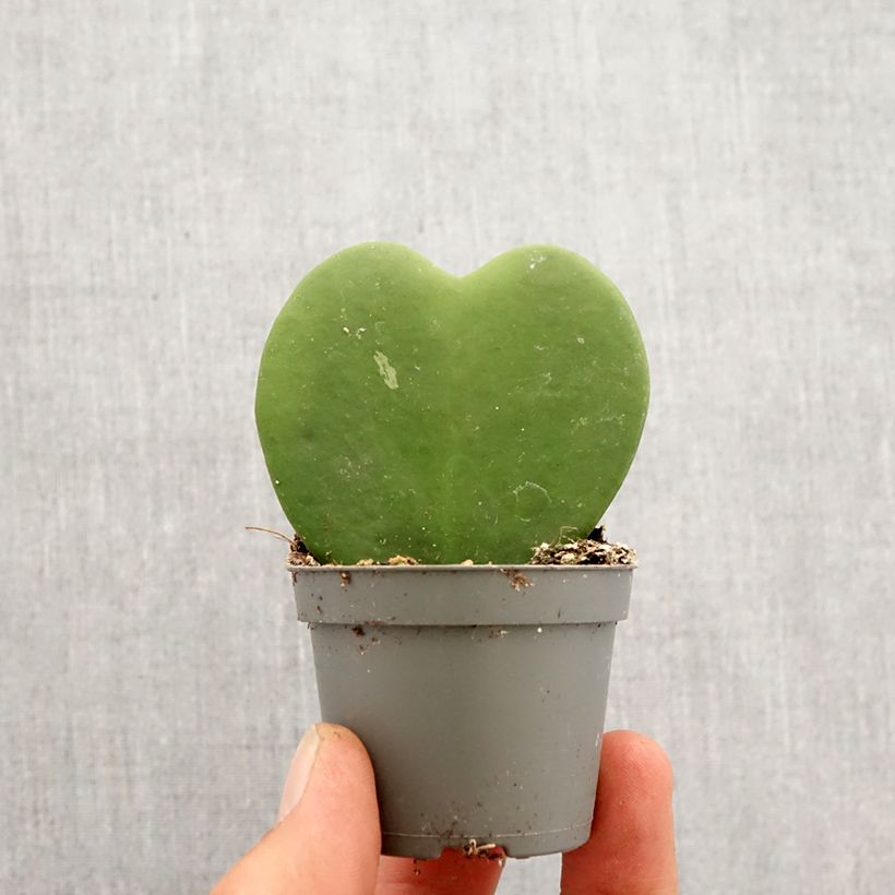 Hoya kerrii - Plante-coeur - Motte 5 cm x 7 cm esemplare consegnato in primavera