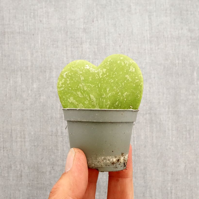 Hoya kerrii Splash - Plante-coeur - Motte 5 cm x 7 cm esemplare consegnato in primavera
