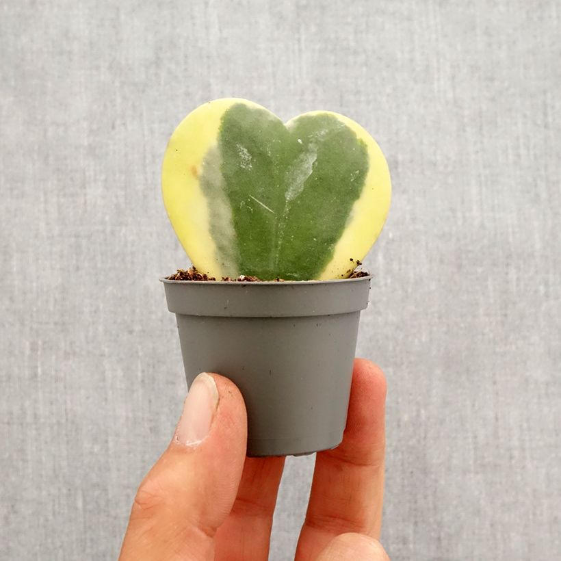 Hoya kerrii Variegata - Plante-coeur panachée - Motte 5 cm x 7 cm esemplare consegnato in primavera