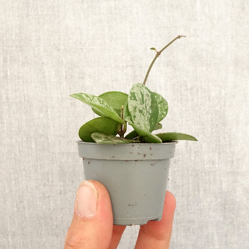Hoya Mathilde Splash - Fiore di cera Mini-plante esemplare consegnato in primavera