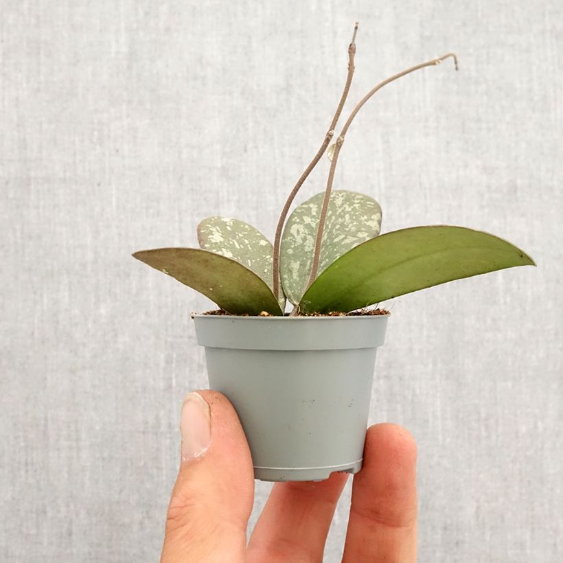 Hoya sigillatis - Fiore di cera Mini-plante esemplare consegnato in primavera