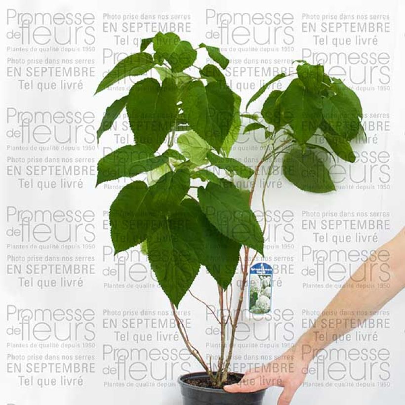 Esempio di esemplare Hydrangea arborescens Bella Anna - Ortensia Vaso da 4L/5L come consegnato