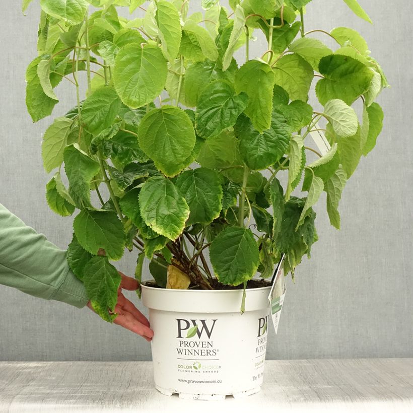 Esemplare di Hydrangea arborescens Strong Annabelle - Ortensia Vaso da 7,5L/10L consegnato in estate