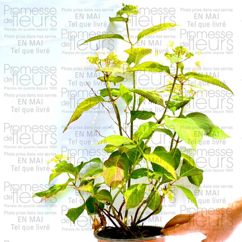 Esempio di esemplare Hydrangea macrophylla Dolce Kiss - Ortensia Vaso da 2L/3L come consegnato