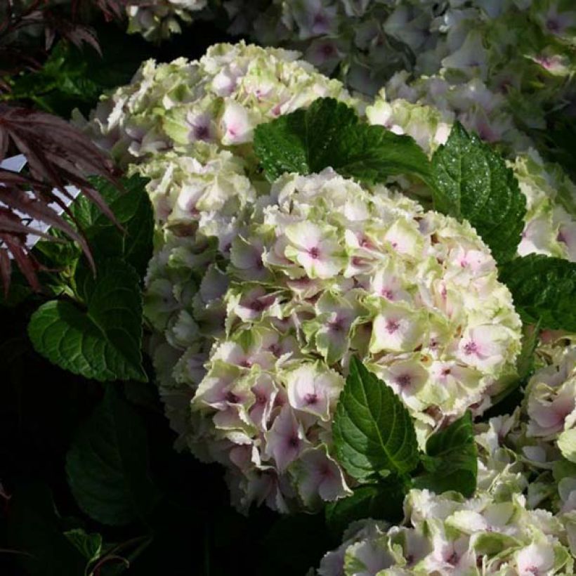 Hydrangea macrophylla Magical Summer Green - Ortensia (Fioritura)
