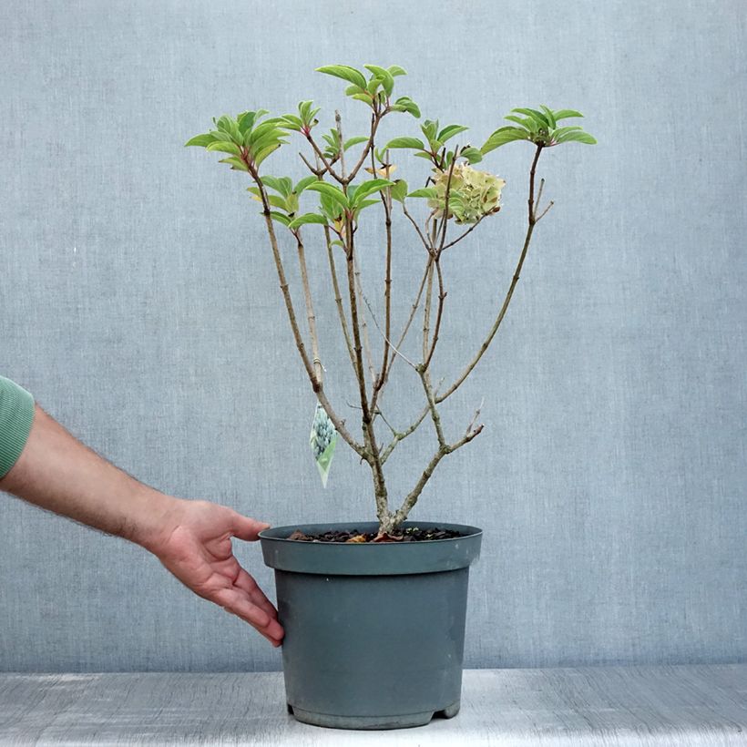Esemplare di Hydrangea paniculata Bobo - Ortensia paniculata Vaso da 7,5L/10L consegnato in estate