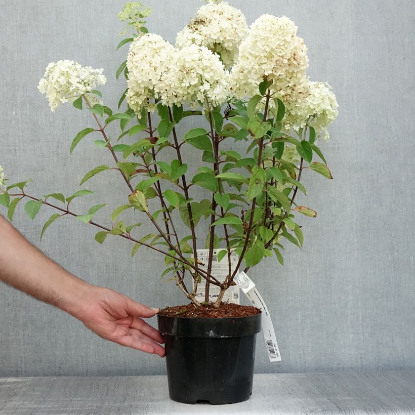Esemplare di Hydrangea paniculata Bobo - Ortensia paniculata Vaso da 3L/4L consegnato in estate