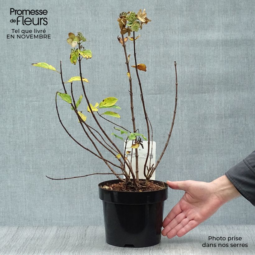 Esemplare di Hydrangea paniculata Dart's Little Dot - Ortensia paniculata Vaso da 3L/4L come consegnato in autunno