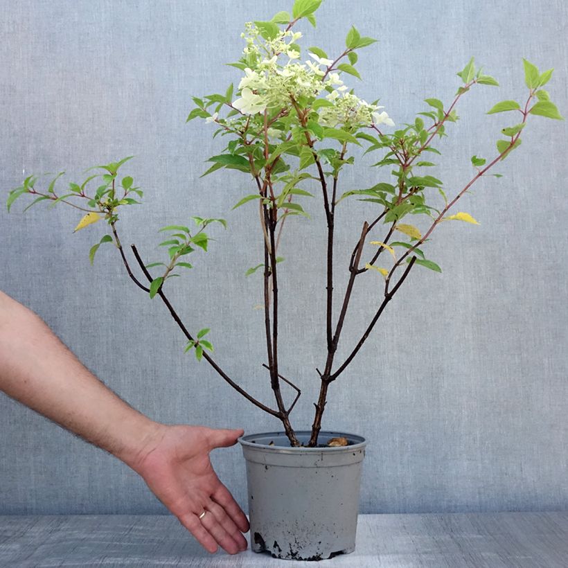 Esemplare di Hydrangea paniculata Dentelle De Gorron - Ortensia paniculata Vaso da 3L/4L consegnato in estate