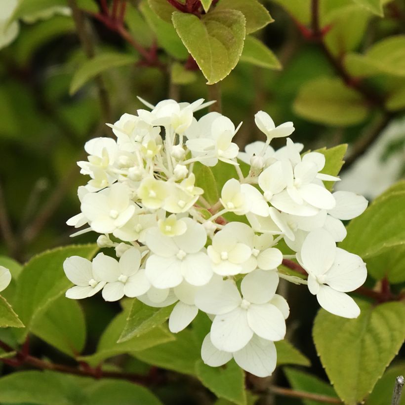 Hydrangea paniculata Dharuma - Ortensia paniculata (Fioritura)