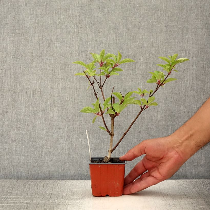 Esemplare di Hydrangea paniculata Dharuma - Ortensia paniculata Vasetto da 8/9 cm consegnato in estate