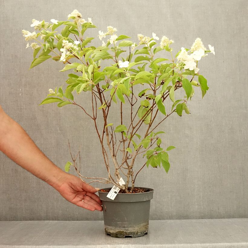 Esemplare di Hydrangea paniculata Levana - Ortensia paniculata Vaso da 3L/4L consegnato in estate