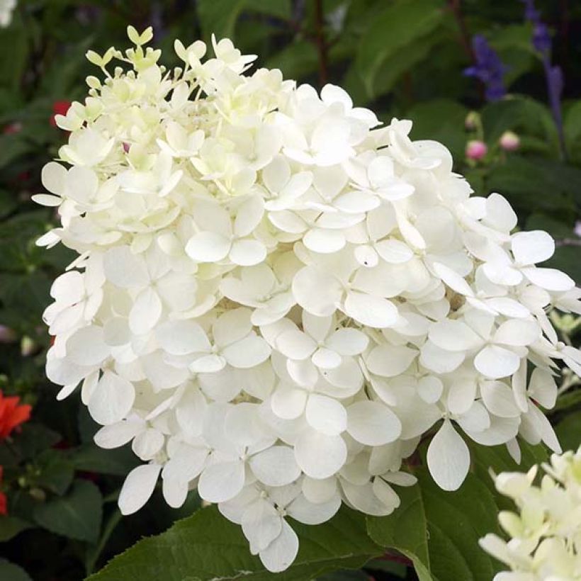 Hydrangea paniculata Phantom - Ortensia paniculata (Fioritura)