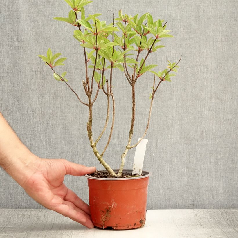 Esemplare di Hydrangea paniculata Pinky Winky - Ortensia paniculata Vasetto da 8/9 cm consegnato in estate