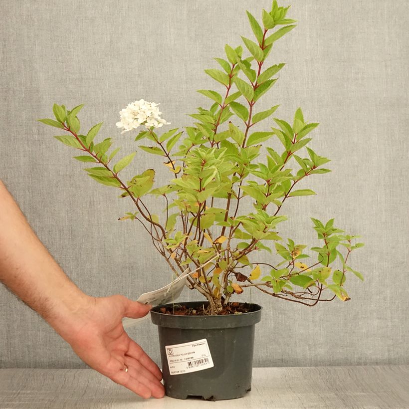 Esemplare di Hydrangea paniculata Polar Bear - Ortensia paniculata Vaso da 2L/3L consegnato in estate