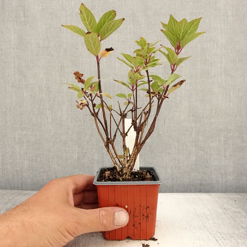 Esemplare di Hydrangea paniculata Switch Ophelia - Ortensia paniculata Vasetto da 8/9 cm consegnato in estate