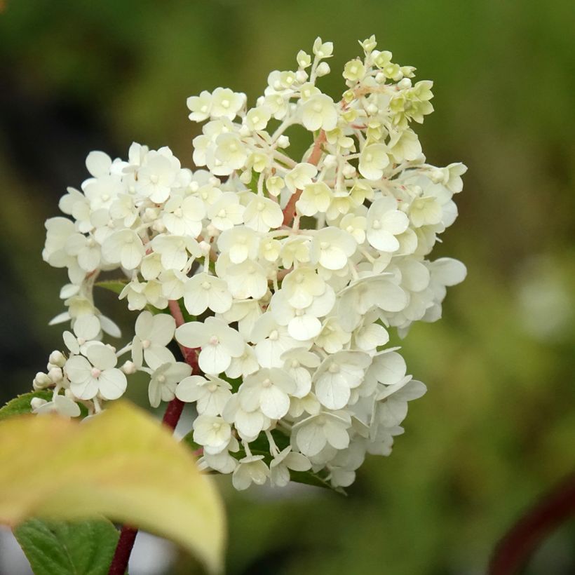 Hydrangea paniculata Sundae Fraise - Ortensia paniculata (Fioritura)