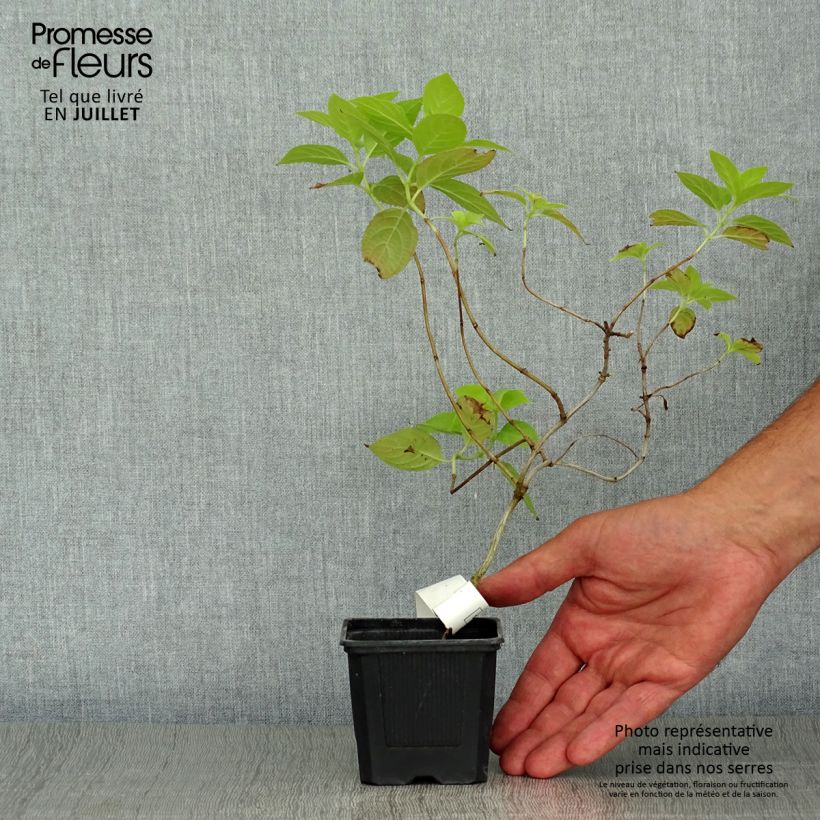 Esemplare di Hydrangea paniculata Sunlight - Ortensia paniculata Vasetto da 8/9 cm consegnato in estate