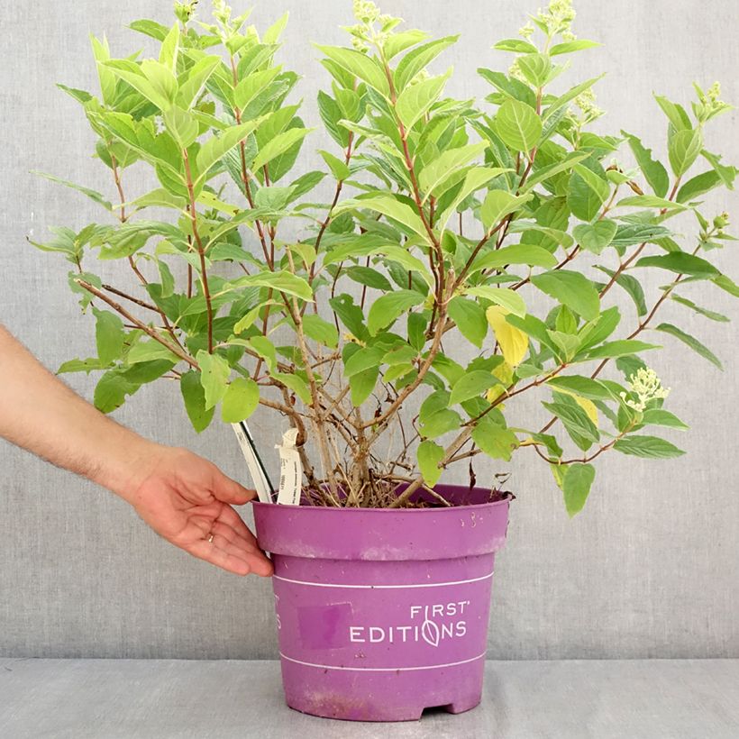 Esemplare di Hydrangea paniculata Tickled Pink - Ortensia paniculata Vaso da 7,5L/10L consegnato in estate