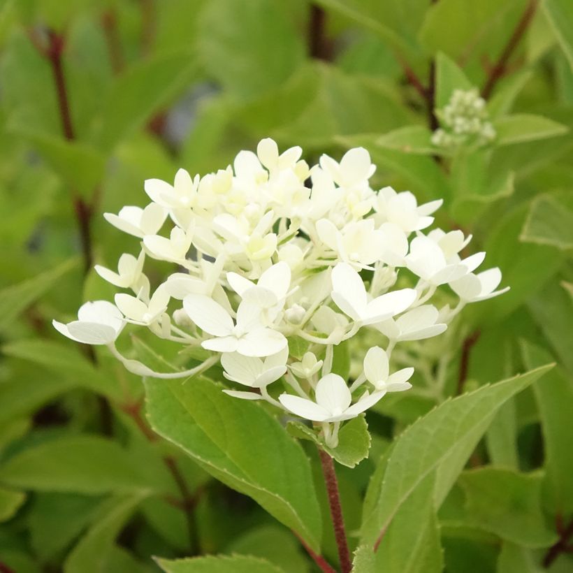 Hydrangea paniculata Unique - Ortensia paniculata (Fioritura)