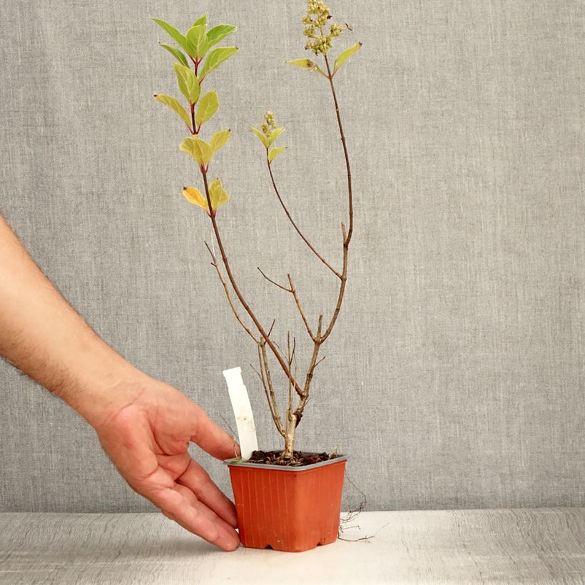 Esemplare di Hydrangea paniculata Unique - Ortensia paniculata Vasetto da 8/9 cm consegnato in estate