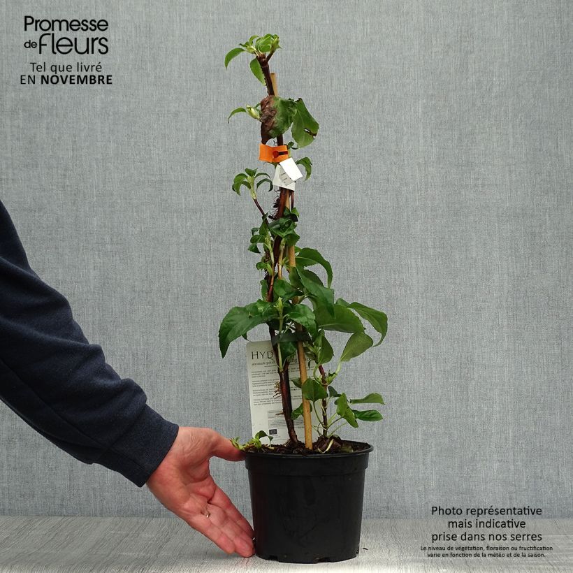 Esemplare di Hydrangea anomala subsp. petiolaris Flying Saucer - Ortensia rampicante Vaso da 2L/3L come consegnato in autunno
