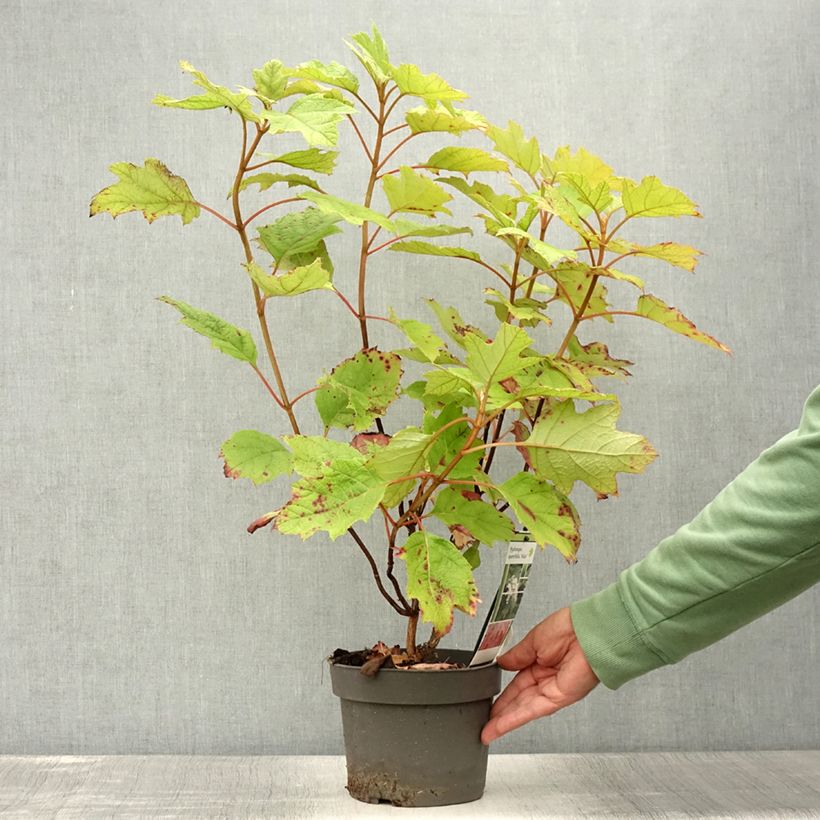 Esemplare di Hydrangea quercifolia Alice - Ortensia a foglie di quercia Vaso da 2L/3L consegnato in estate