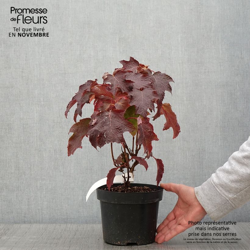 Esemplare di Hydrangea quercifolia Back Porch - Ortensia a foglie di quercia Vaso da 3L/4L come consegnato in autunno