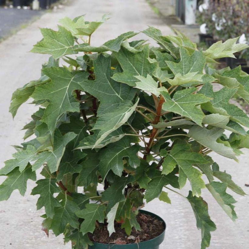 Hydrangea quercifolia Munchkin - Ortensia a foglie di quercia (Porto)