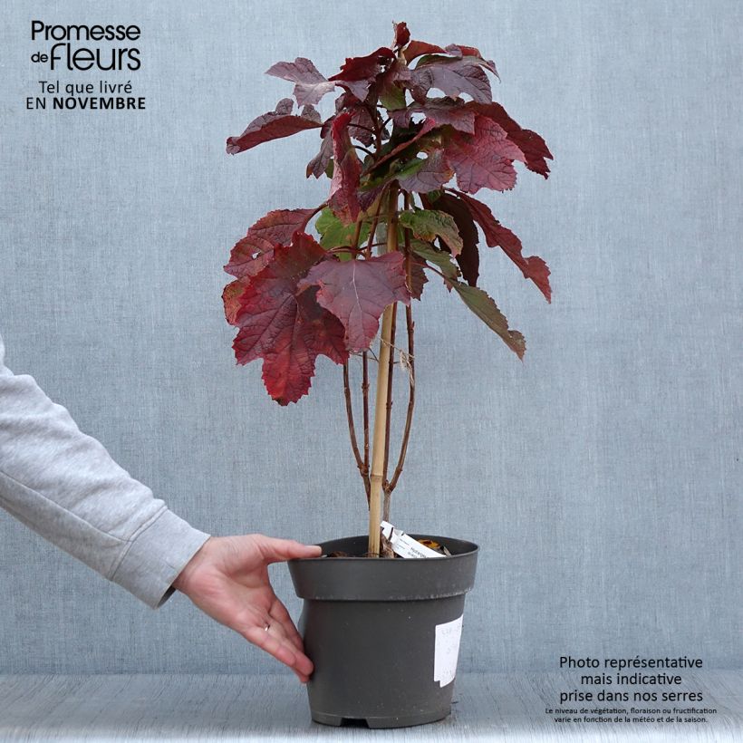 Esemplare di Hydrangea quercifolia Snowcicle - Ortensia a foglie di quercia Vaso da 4L/5L come consegnato in autunno