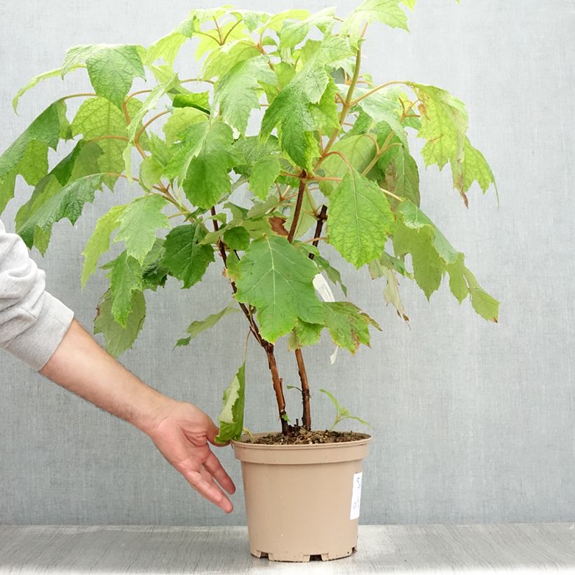 Esemplare di Hydrangea quercifolia Tara - Ortensia a foglie di quercia Vaso da 4L/5L consegnato in estate
