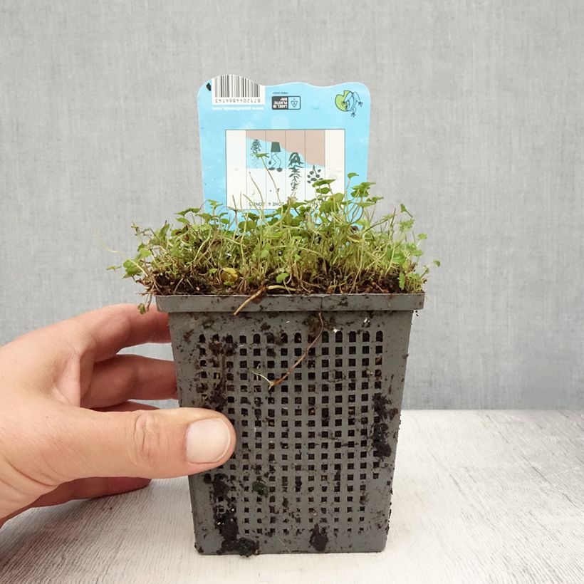 Esemplare di Hydrocotyle nova-zealandiae - Soldinella Vaso da 1L/1,5L consegnato in estate