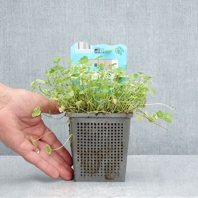 Esemplare di Hydrocotyle sibthorpioides - Soldinella sibtorpioide Vaso da 1L/1,5L consegnato in estate