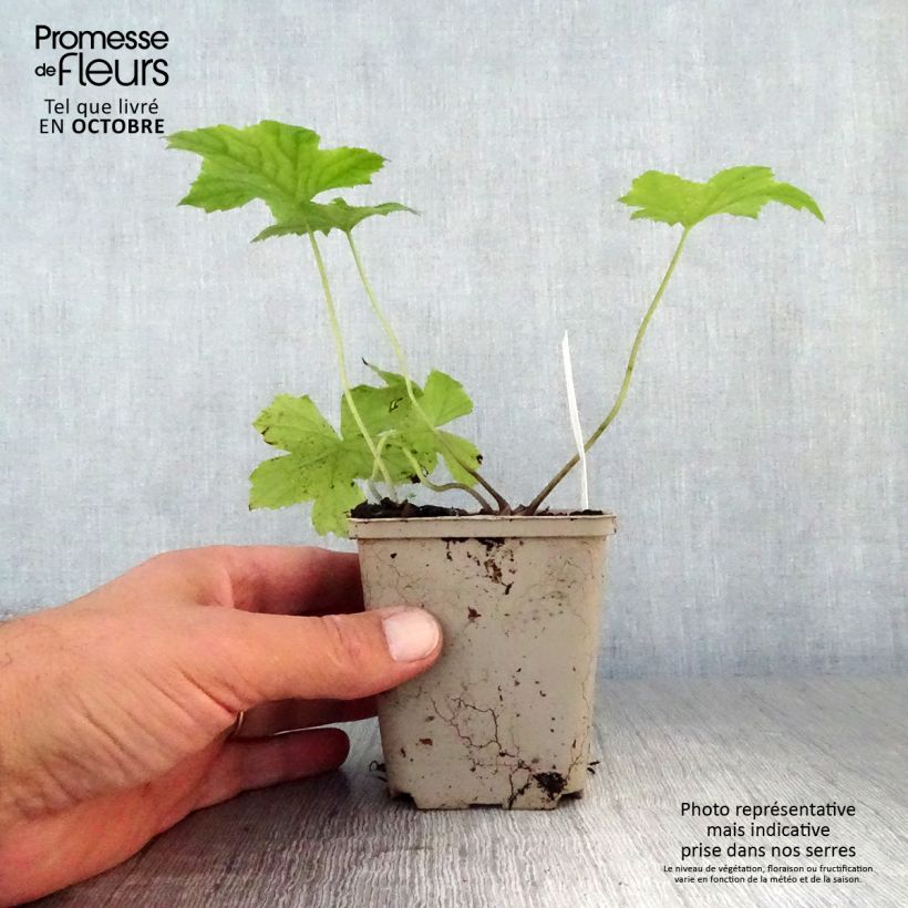 Esemplare di Hydrophyllum canadense Vasetto da 8/9 cm come consegnato in autunno