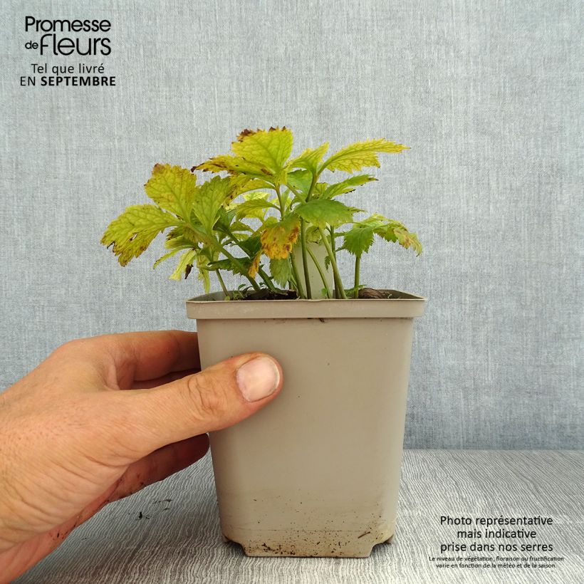 Esemplare di Hylomecon japonica Vasetto da 8/9 cm consegnato in estate