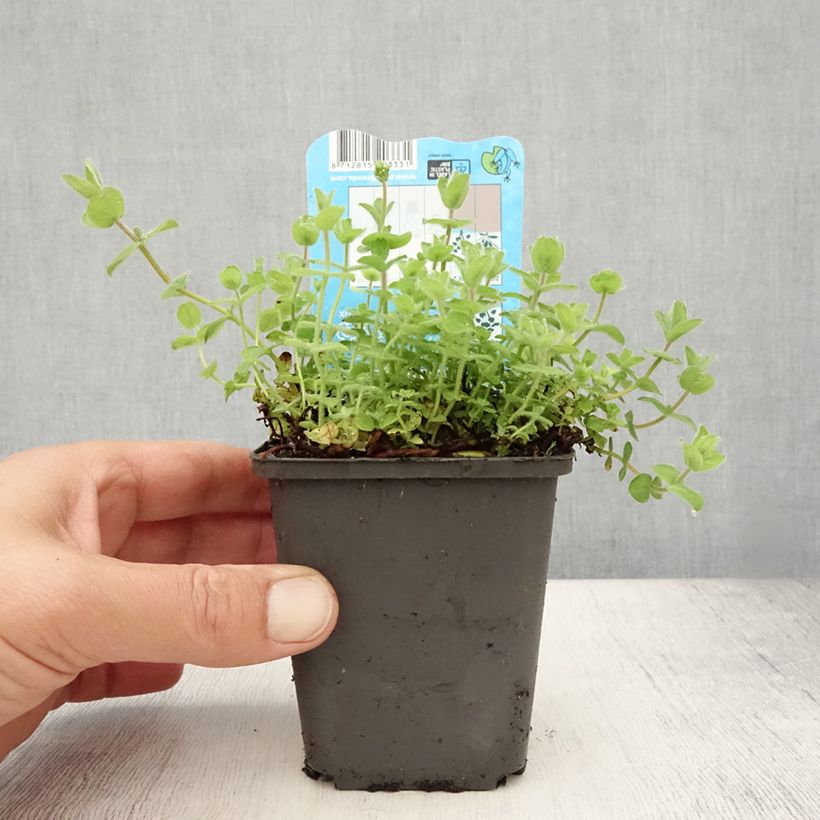 Esemplare di Hypericum elodes - Iperico delle torbiere Vasetto da 8/9 cm consegnato in estate