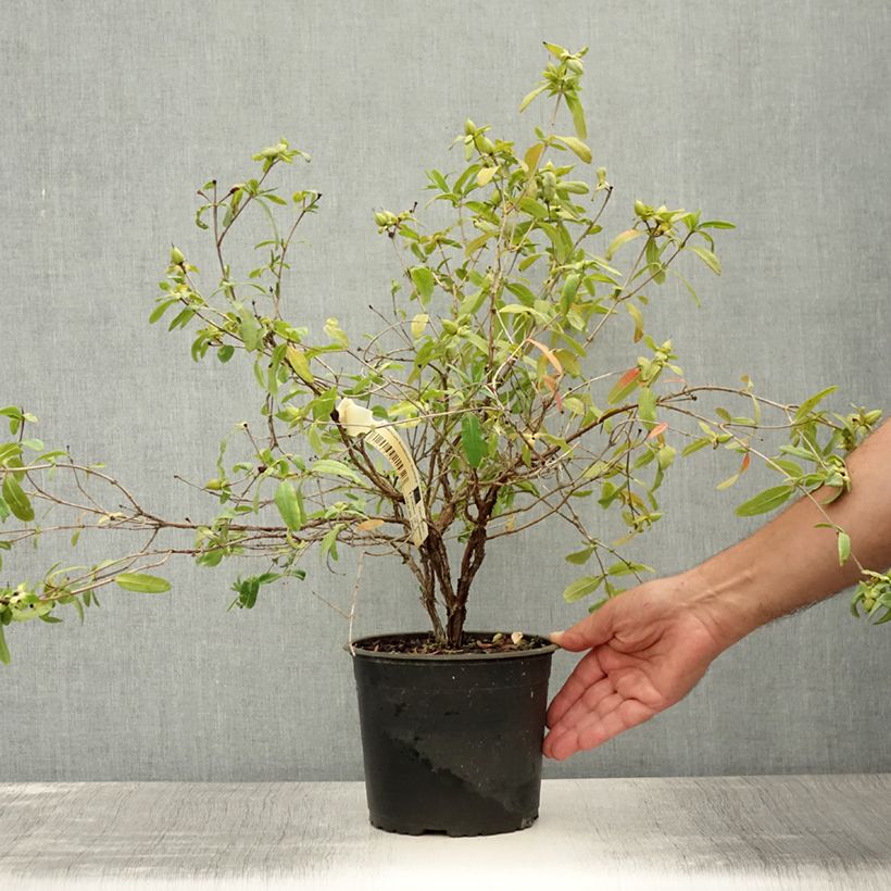 Esemplare di Hypericum frondosum Sunburst - Iperico Vaso da 3L/4L consegnato in estate