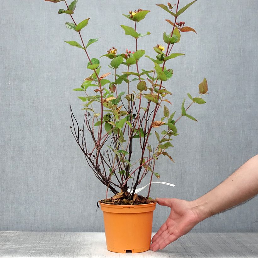 Esemplare di Hypericum inodorum Magical Red Flame - Iperico Vaso da 2L/3L consegnato in estate