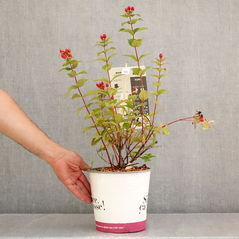 Esemplare di Hypericum inodorum Magical Universe - Iperico Vaso da 4L/5L consegnato in estate