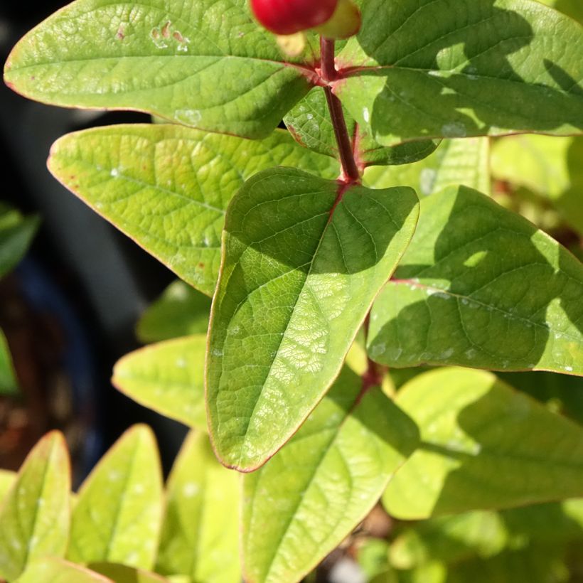 Hypericum inodorum Magical Universe - Iperico (Fogliame)
