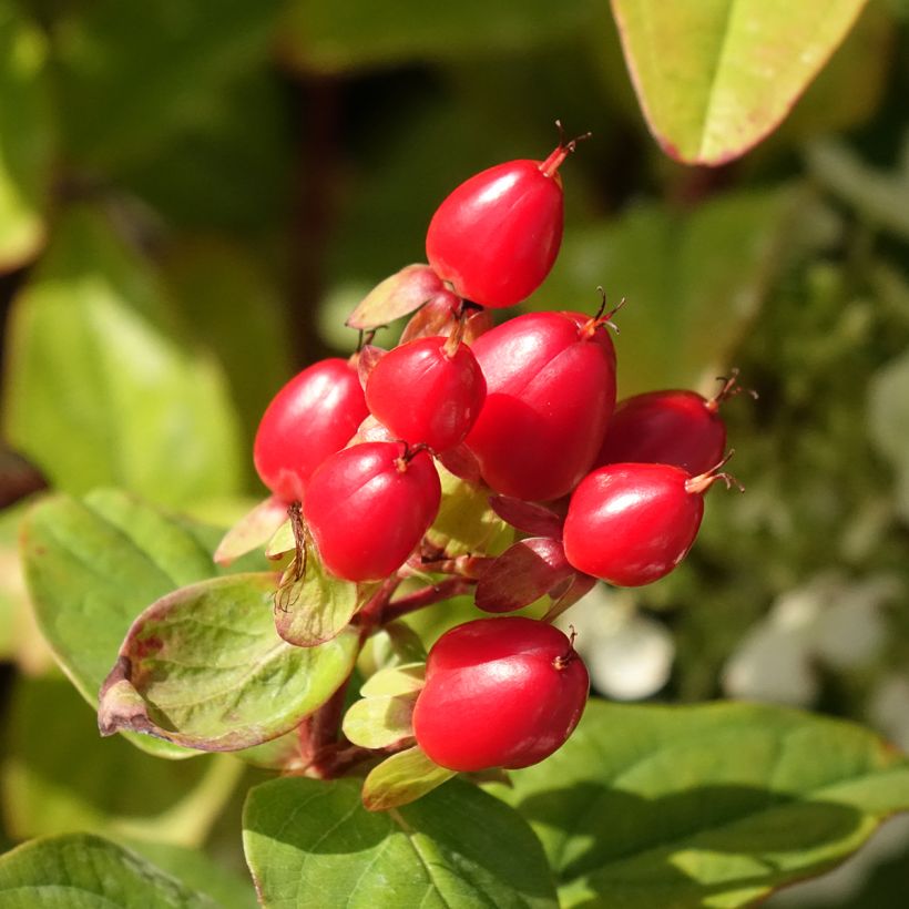 Hypericum inodorum Magical Universe - Iperico (Raccolta)
