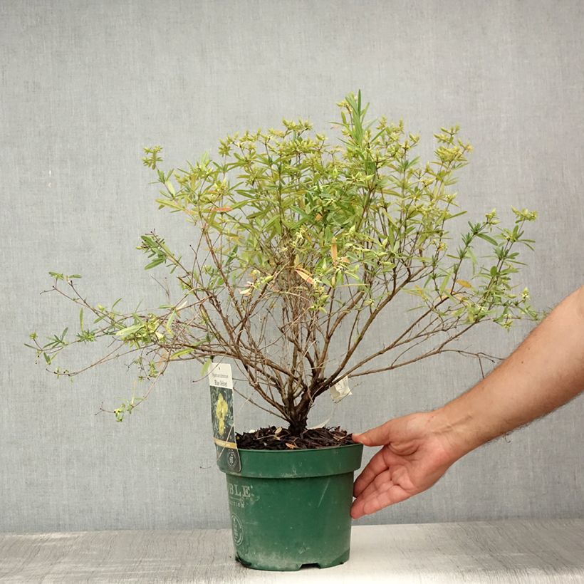 Esemplare di Hypericum kalmianum Blue Velvet - Iperico Vaso da 2L/3L consegnato in estate